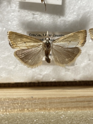 trávovec žltý (Xanthocrambus saxonellus)