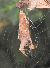 Arachnura scorpionoides