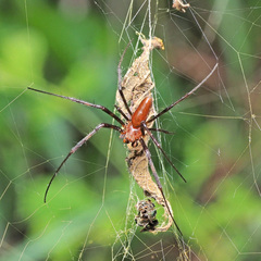 Trichonephila antipodiana
