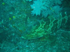Epinephelus coioides