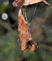 Arachnura scorpionoides