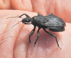 Coranus carbonarius