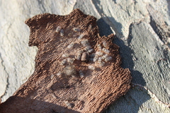 Sciocoris sideritidis