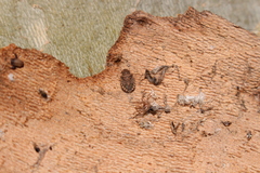 Sciocoris sideritidis