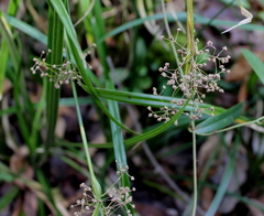 Rhynchospora miliacea