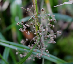 Rhynchospora miliacea
