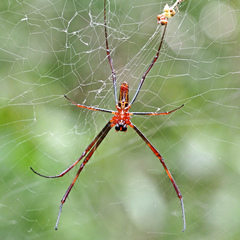 Trichonephila antipodiana