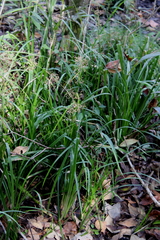 Rhynchospora miliacea