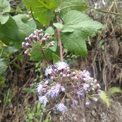 Aristeguietia lamiifolia