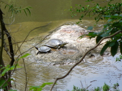 Apalone spinifera guadalupensis