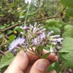 Aristeguietia lamiifolia