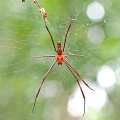 Trichonephila antipodiana