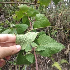 Aristeguietia lamiifolia