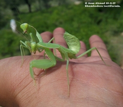Rhombomantis tectiformis