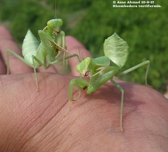 Rhombomantis tectiformis