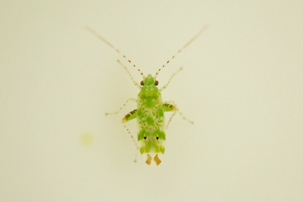 Camptotylus yersini