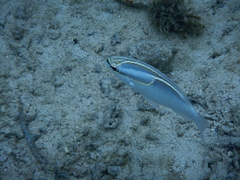 Scolopsis trilineata