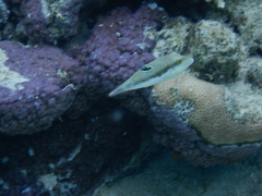 Canthigaster bennetti