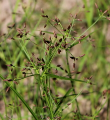 Rhynchospora nitens