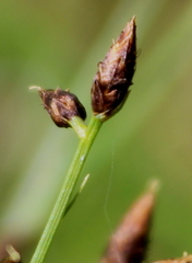 Rhynchospora nitens