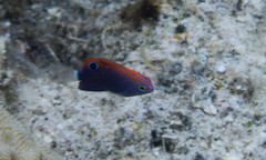 Pomacentrus bankanensis