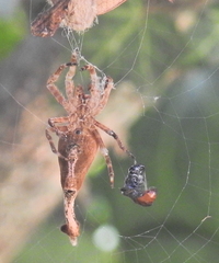 Arachnura scorpionoides