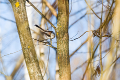 Aegithalos caudatus caudatus