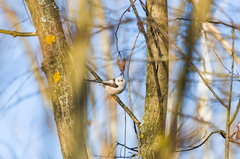 Aegithalos caudatus caudatus