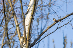 Aegithalos caudatus caudatus