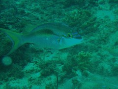 Scolopsis monogramma