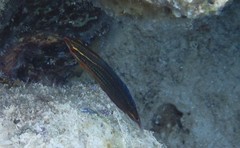 Halichoeres biocellatus