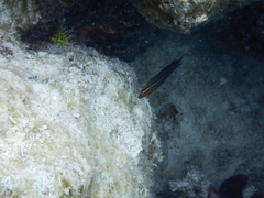 Halichoeres biocellatus