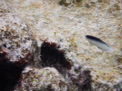 Anampses neoguinaicus