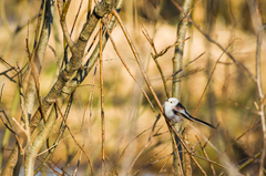 Aegithalos caudatus caudatus