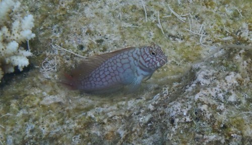 Cirripectes stigmaticus
