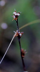 Scleria verticillata