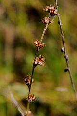 Scleria verticillata