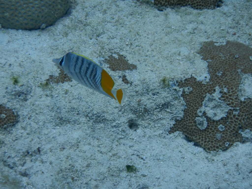 Atoll Butterflyfish