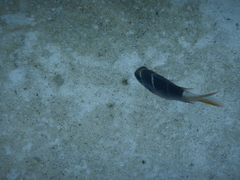 Monotaxis heterodon