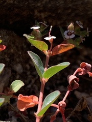 Euphorbia polycarpa polycarpa
