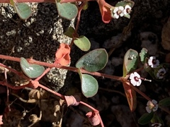 Euphorbia polycarpa polycarpa