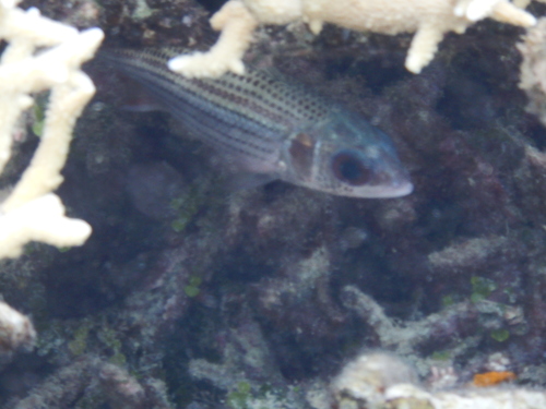 Neoniphon argenteus