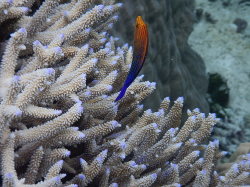 Anampses femininus