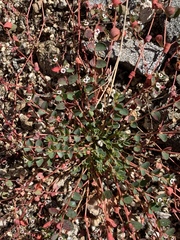 Euphorbia polycarpa polycarpa
