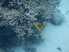 Chaetodon bennetti