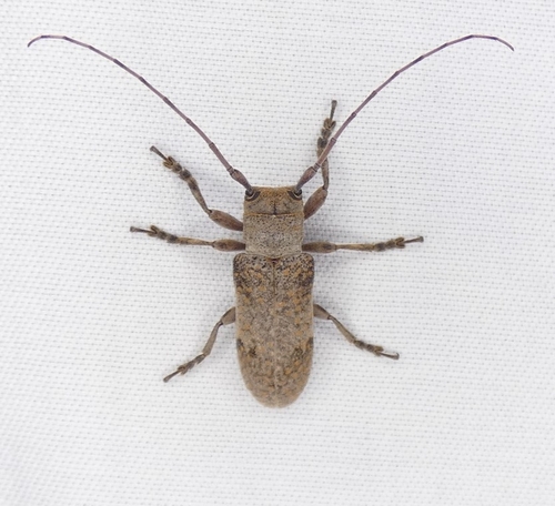 Eastern Twig Girdler photo 3