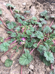 Pelargonium columbinum
