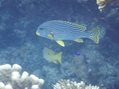 Plectorhinchus lineatus