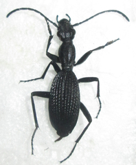 Cypholoba gracilis