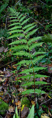 Dryopteris celsa